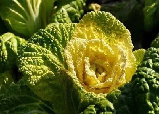 蔬菜|黄芽菜是什么菜