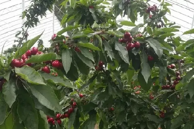 种植前景|建4亩地樱桃大棚需要多少钱（樱桃大棚每亩投资造价）