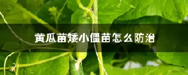 黄瓜苗矮小僵苗怎么防治