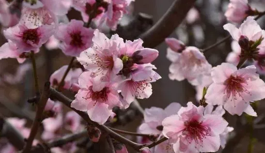 桃花油的作用与功效