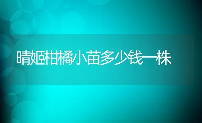 晴姬柑橘小苗多少钱一株 | 养殖资讯