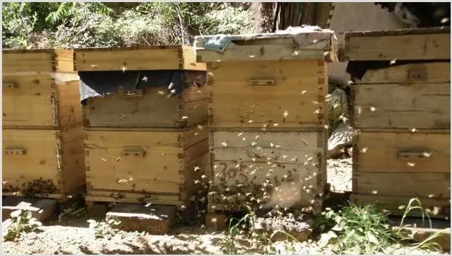 蜜蜂养殖赚钱吗 | 养殖项目前景