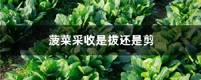 菠菜采收是拔还是剪