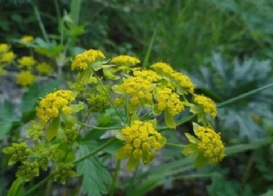 种植前景|柴胡种植条件 对生长环境的要求