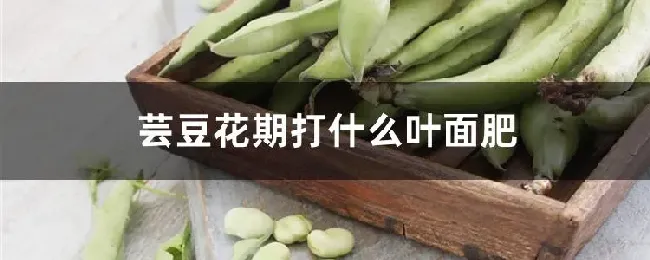 芸豆花期打什么叶面肥