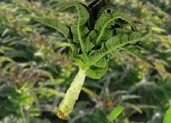 蔬菜|莴笋和油麦菜是一种菜吗