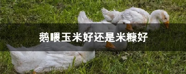 鹅喂玉米好还是米糠好