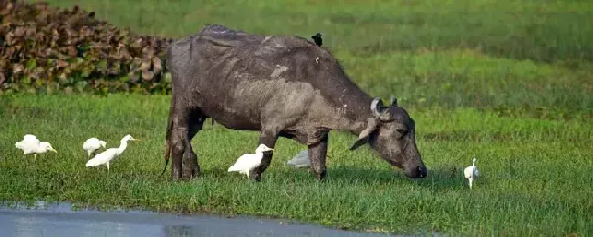 肉牛和水牛的区别