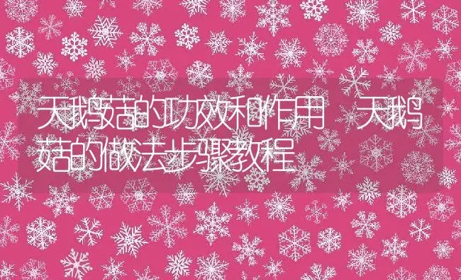 天鹅菇的功效和作用 天鹅菇的做法步骤教程 | 养殖资料投稿