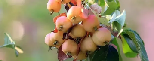海堂花果种子有啥用途什么时间成熟