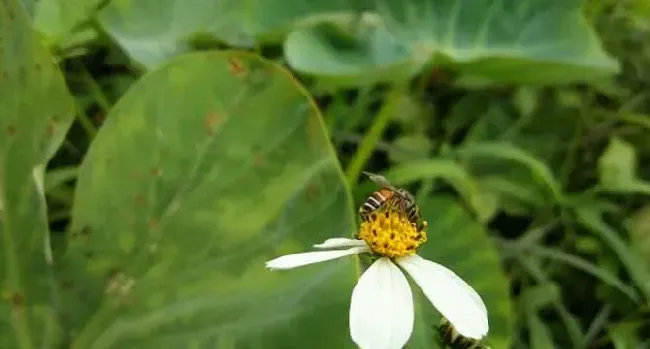 黑小蜜蜂蜇人有毒吗