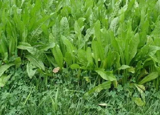 种植前景|牧草种子哪种产量高耐寒 适合北方种植的耐寒牧草品种