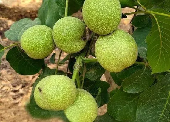 种植前景|核桃树种植条件和效益 生长环境要求