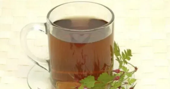 鱼腥草泡水喝的功效与作品 药用价值分析