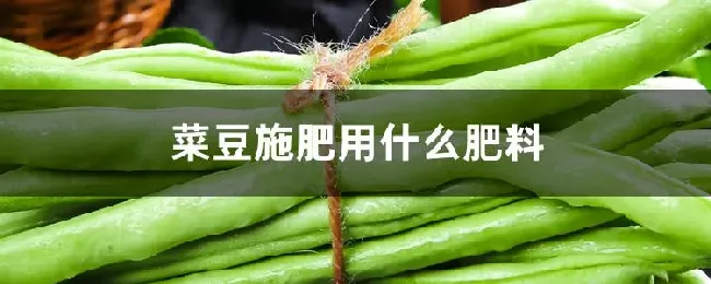 菜豆施肥用什么肥料