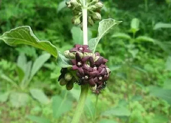 种植前景|种植白薇亩产量多少斤