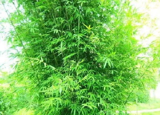 种植前景|种植竹子赚钱吗 种植利润有多少