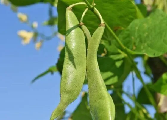 种植前景|四季豆亩产量多少斤 种植产量高度技术与方法