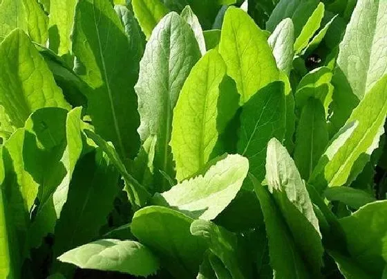 蔬菜|莴笋和油麦菜是一种菜吗