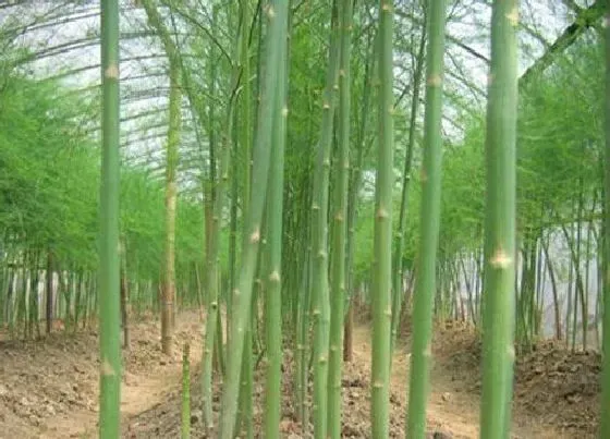 种菜|夏天适合种什么蔬菜