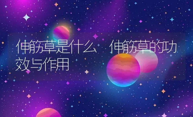 伸筋草是什么 伸筋草的功效与作用 | 养殖资料投稿
