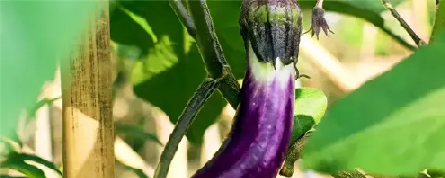 茄子怎么过冬