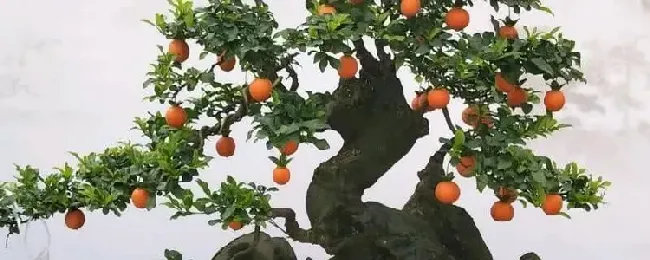 金弹子结果需要几年？