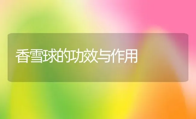 香雪球的功效与作用 | 养殖资料投稿
