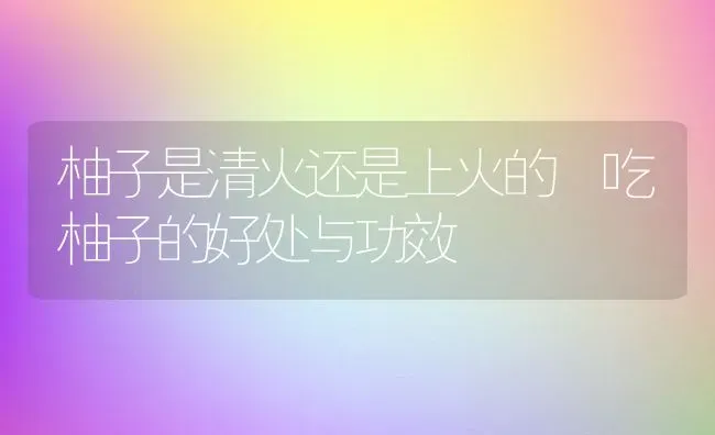 柚子是清火还是上火的 吃柚子的好处与功效 | 养殖资料投稿