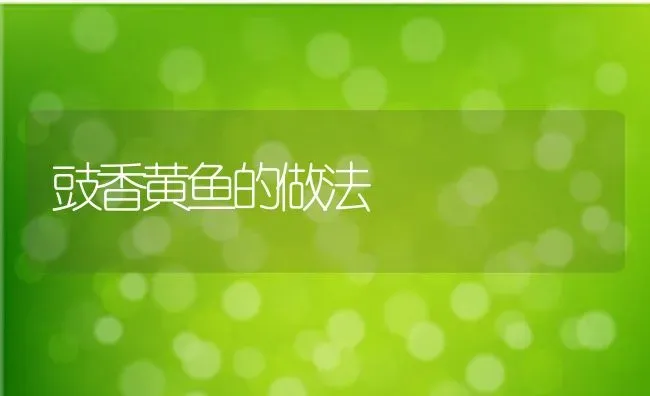 豉香黄鱼的做法 | 养殖资料投稿