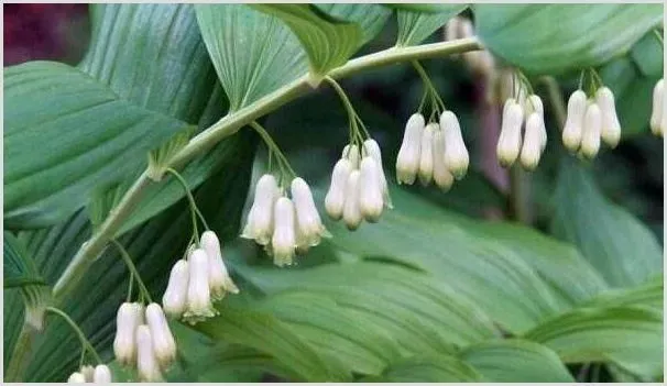 种植黄精赚钱吗？黄精种植效益如何？（附种植技术） | 养殖什么赚钱