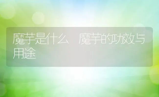 魔芋是什么 魔芋的功效与用途 | 养殖资料投稿