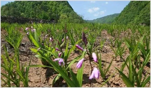 农村种白芨能赚钱吗？种植白芨成本与利润分析 | 养殖什么赚钱