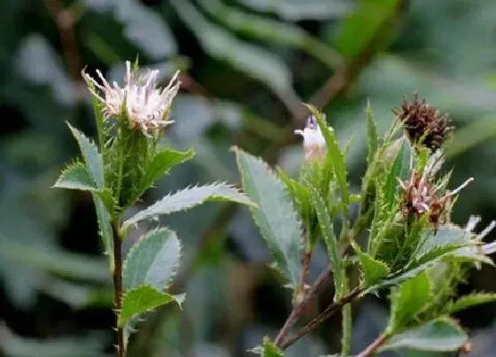 种植前景|柴胡种植条件 对生长环境的要求