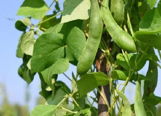 种植前景|四季豆亩产量多少斤 种植产量高度技术与方法