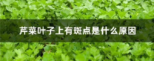 芹菜叶子上有斑点是什么原因