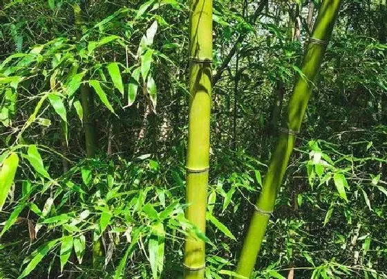 种植前景|种植竹子赚钱吗 种植利润有多少