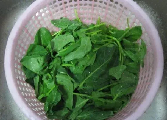 蔬菜|梅干菜和橄榄菜是一种菜吗