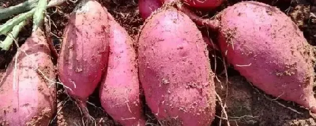 红薯专用肥料用什么肥料做底肥