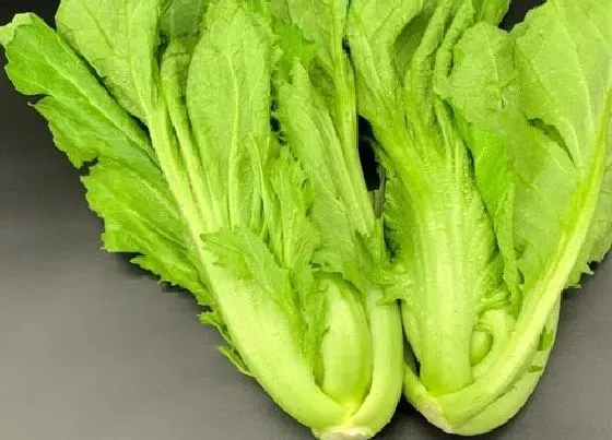 蔬菜|芥菜是什么菜
