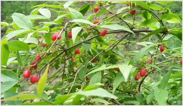 杈杷果的种植前景及优势 | 养殖什么赚钱