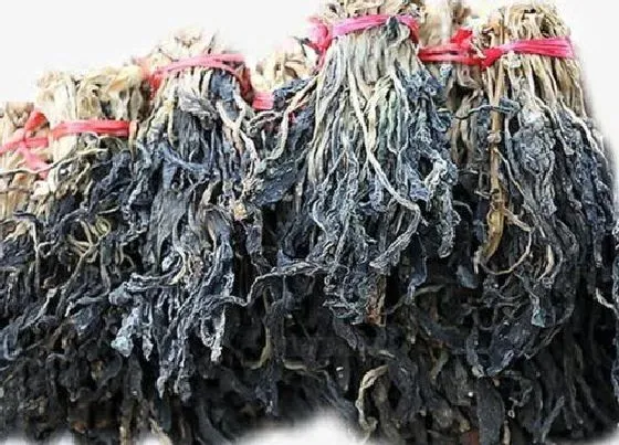 蔬菜|梅干菜和橄榄菜是一种菜吗