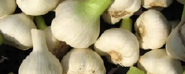 大蒜春季管理技术开春打什么药