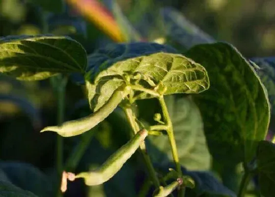 种植前景|四季豆亩产量多少斤 种植产量高度技术与方法
