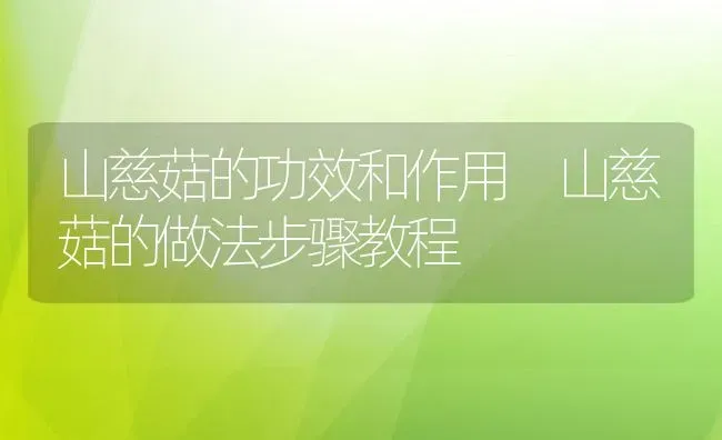 山慈菇的功效和作用 山慈菇的做法步骤教程 | 养殖资料投稿