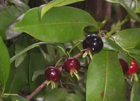 种植前景|巴西樱桃种植条件和区域 生长环境与气候要求