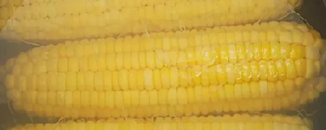 烀苞米多久能熟用冷水好还是热水好