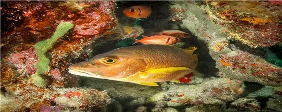 海鲈鱼和淡水鲈鱼的区别