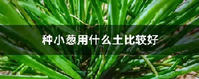 种小葱用什么土比较好