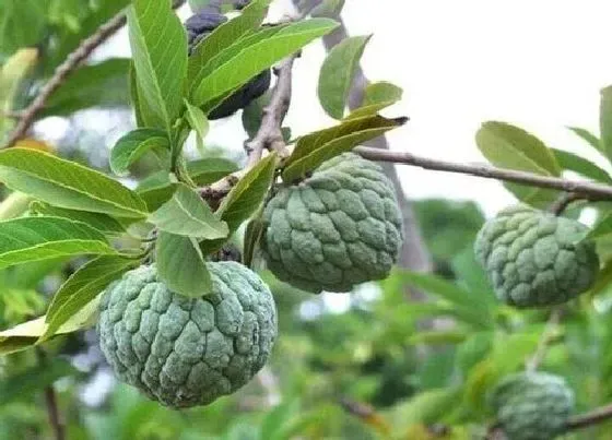 种植前景|释迦果种植条件 适合在什么地方种植